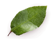 pic_leaf